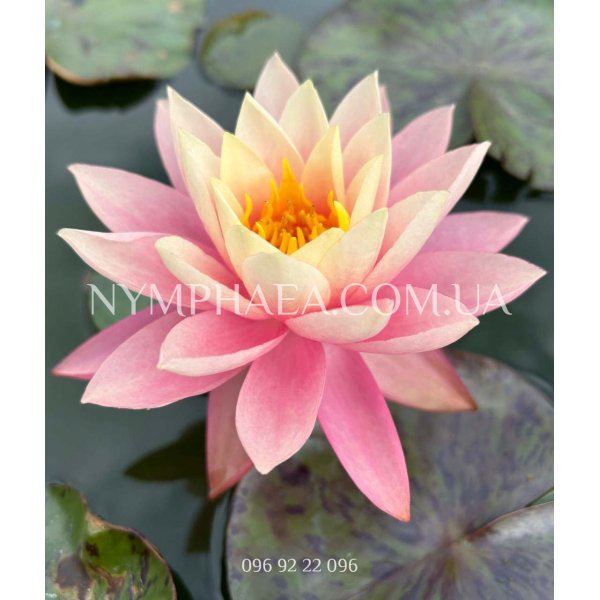 Nymphaea Haunting Beauty (Нимфея Хантинг Бьюти)