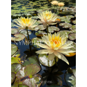 Nymphaea Inner Light (Нимфея Иннер Лайт)