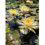 Nymphaea Inner Light...
