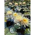 Nymphaea Inner Light (Нимфея Иннер Лайт)