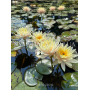Nymphaea Inner Light...