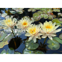 Nymphaea Inner Light (Нимфея Иннер Лайт)