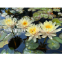 Nymphaea Inner Light...