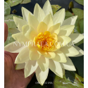 Nymphaea Inner Light (Нимфея Иннер Лайт)