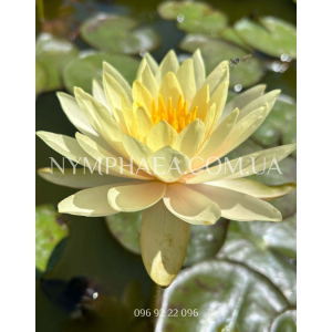 Nymphaea Inner Light...