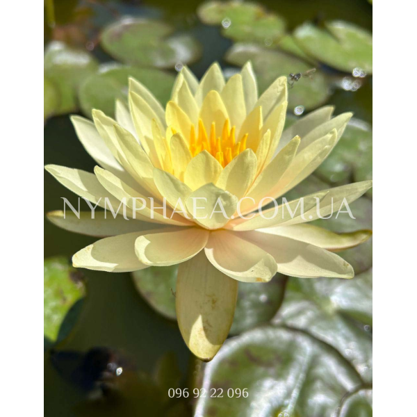Nymphaea Inner Light (Нимфея Иннер Лайт)