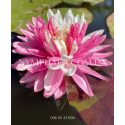 Nymphaea Jakkaphong (Нимфея Джакафонг)