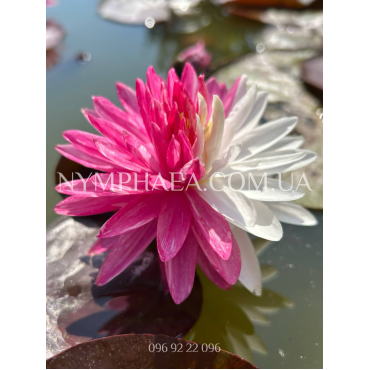 Nymphaea Jakkaphong (Німфея Джакафонг)