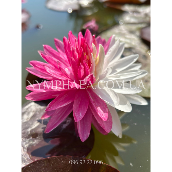 Nymphaea Jakkaphong (Нимфея Джакафонг)