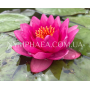 Nymphaea James Brydo...
