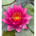 Nymphaea James Brydon (Нимфея Джеймс Брайдон)