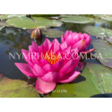 Nymphaea James Brydon (Нимфея Джеймс Брайдон)