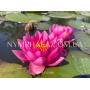 Nymphaea James Brydo...