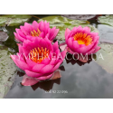 Nymphaea James Brydon (Нимфея Джеймс Брайдон)