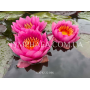 Nymphaea James Brydo...