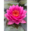 Nymphaea James Brydon (Нимфея Джеймс Брайдон)