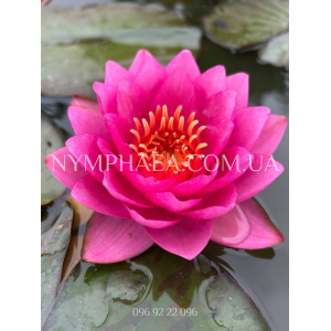 Nymphaea James Brydo...