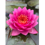 Nymphaea James Brydo...