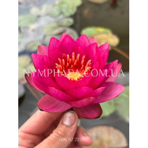 Nymphaea James Brydo...
