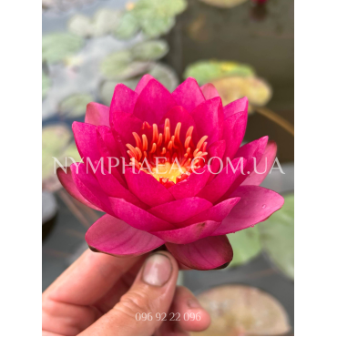 Nymphaea James Brydon (Німфея Джеймс Брайдон)