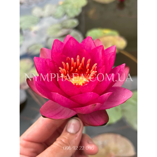 Nymphaea James Brydon (Нимфея Джеймс Брайдон)