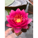 Nymphaea James Brydon (Нимфея Джеймс Брайдон)