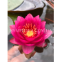 Nymphaea James Brydo...