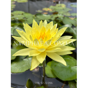 Nymphaea Joey Tomoci...