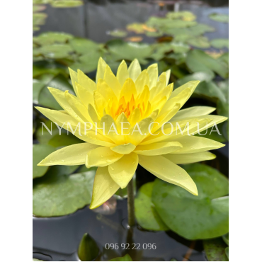 Nymphaea Joey Tomocik (Нимфея Джой Томасик)