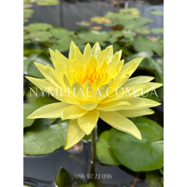 Nymphaea Joey Tomocik (Німфея Джой Томасік)