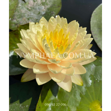 Nymphaea Lemon Meringue (Нимфея Лемон Мерин)