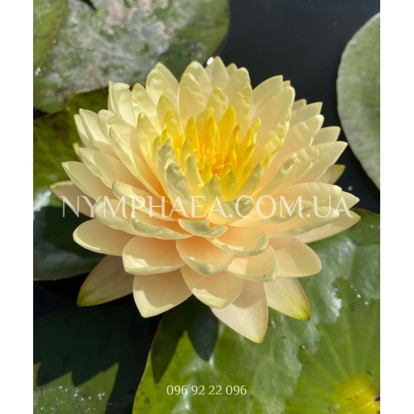 Nymphaea Lemon Meringue (Німфея Лемон Марін)