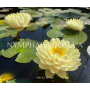 Nymphaea Lemon Merin...