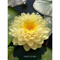 Nymphaea Lemon Meringue (Нимфея Лемон Мерин)