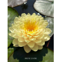 Nymphaea Lemon Merin...