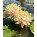 Nymphaea Lemon Meringue (Нимфея Лемон Мерин)