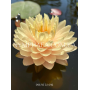 Nymphaea Lemon Merin...