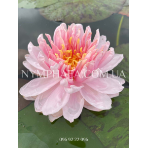 Nymphaea Lily Pons (...