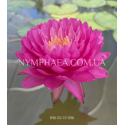 Nymphaea Manickam (Нимфея Маникам)
