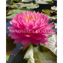Nymphaea Manickam (Нимфея Маникам)