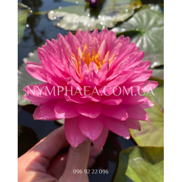 Nymphaea Manickam (Нимфея Маникам)