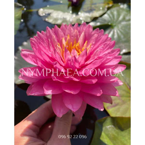 Nymphaea Manickam (Нимфея Маникам)