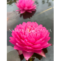 Nymphaea Manickam (Нимфея Маникам)