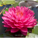 Nymphaea Manickam (Нимфея Маникам)