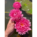 Nymphaea Manickam (Нимфея Маникам)