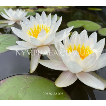 Nymphaea Marliacea Albida (Нимфея Марлиака Альбида)