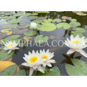 Nymphaea Marliacea Albida (Нимфея Марлиака Альбида)