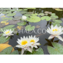 Nymphaea Marliacea A...