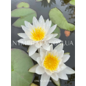 Nymphaea Marliacea Albida (Нимфея Марлиака Альбида)
