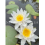 Nymphaea Marliacea A...